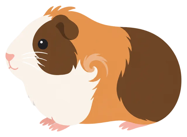 Guinea Pig