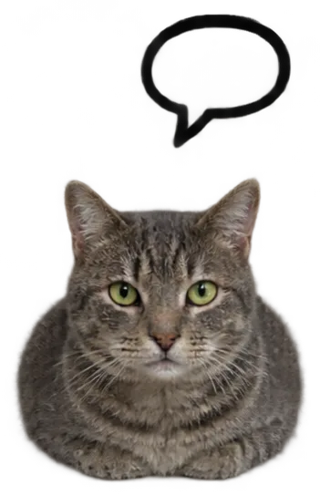 Grey Tabby Cat Loaf Front With Speech Bubble