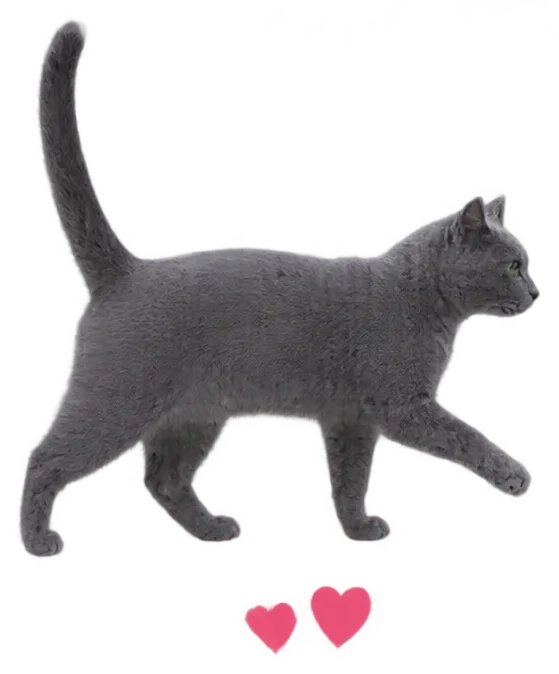 Russian Blue Cat Walk Side With Hearts