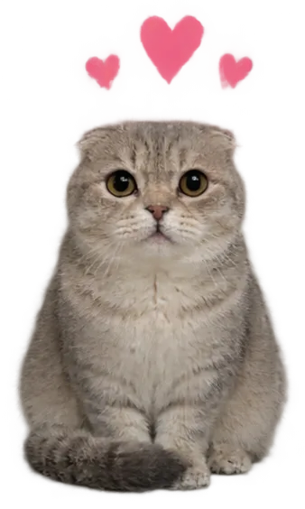 Scottish Fold Cat Sit Front With Hearts