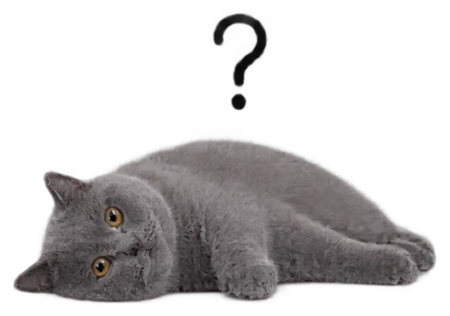 British Shorthair Cat Lie Side With Question Mark