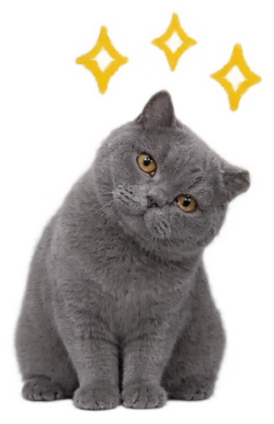British Shorthair Cat Sit Tilt With Sparkles