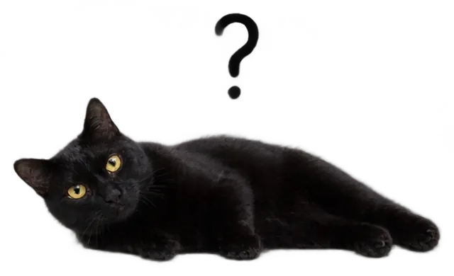 Black Cat Lie Side With Question Mark