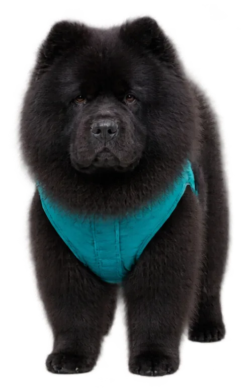 Black Chow Chow Photo Sticker