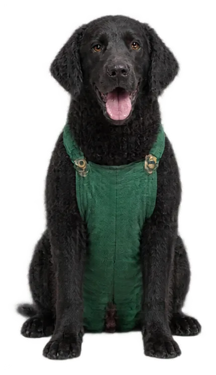 Curly Coated Retriever Photo Sticker