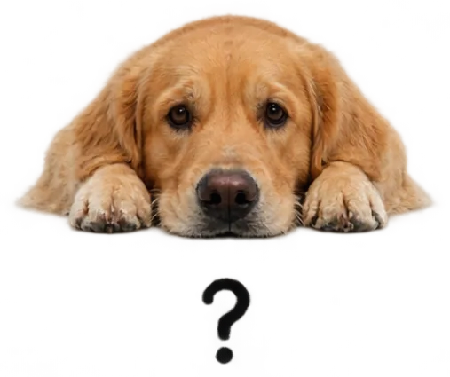Retriever Chin On Paws With Question Mark